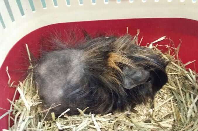 Alopecia og håravfall hos marsvin