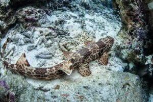 Gående haier: Haier som kan gå på land