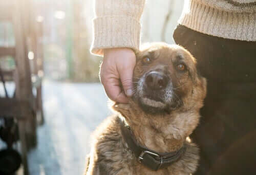 En hund som blir elsket av eieren sin