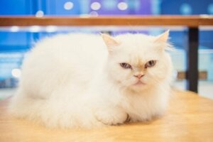 Er det mulig å trene opp en katt? Finn det ut her!