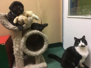 Vennskap på tvers av arter: En katt, en hund og en rotte