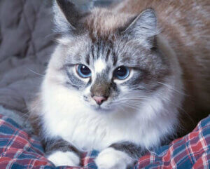 Hva du bør gjøre når katten din kaster opp