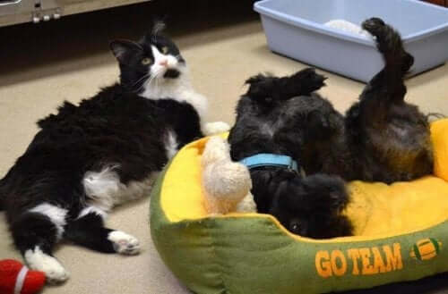 En katt, en hund og en rotte
