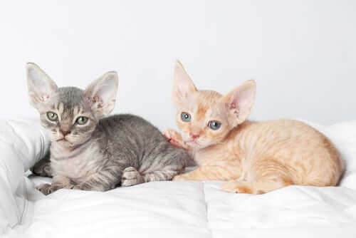 Devon rex kattunger