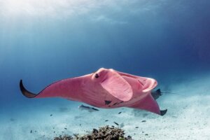 Den rosa djevelrokken ved Great Barrier Reef