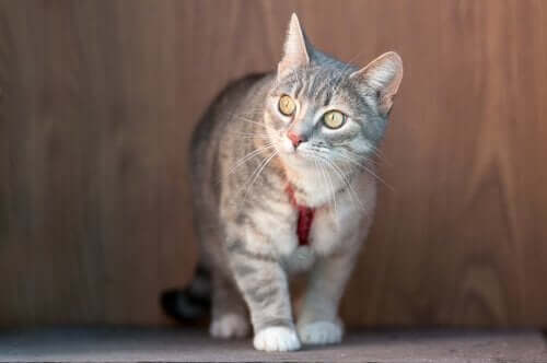 Trene opp en katt