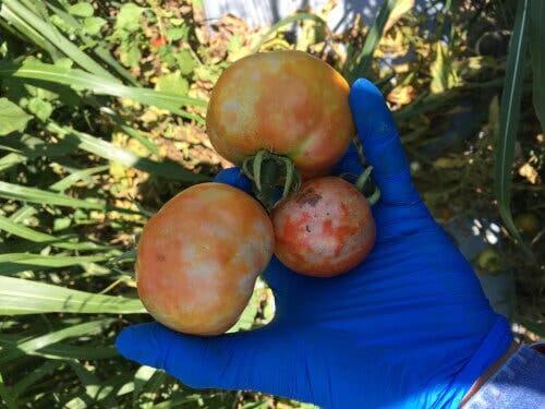 Tomatbronsetoppvirus