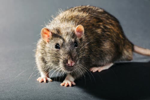 Rotte
