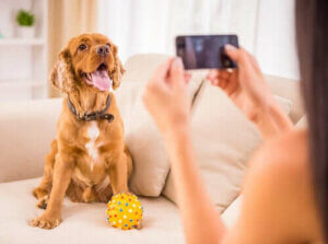 De beste appene for hundeeiere