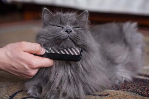 Børste katten