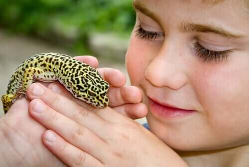 Leopardgekko er det ideelle kjæledyret