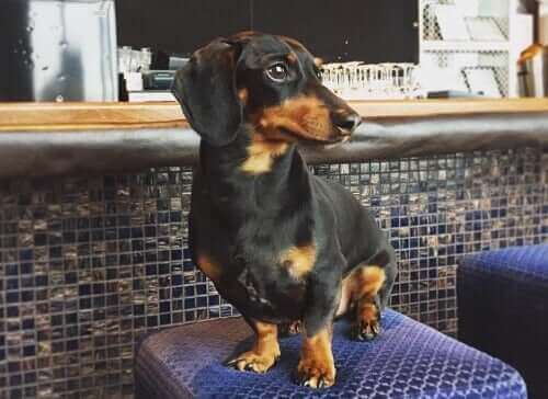 Crusoe sitter på en barkrakk