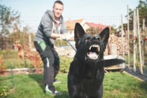 Hvordan trene en potensielt farlig hund