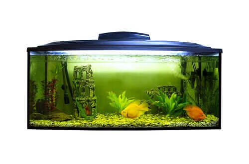 To fisk i et akvarium