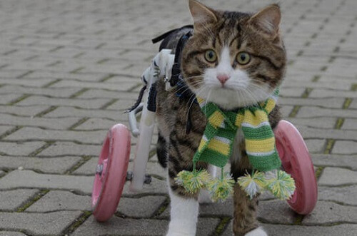 Hjelp til handikappede katter