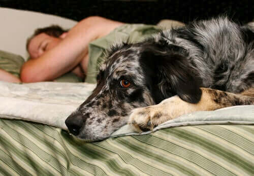 En hund som sover med eieren