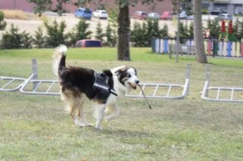 Albatrox i en park
