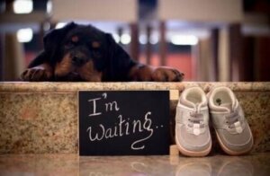 Hunder og babyer: Hvordan disse blivende foreldrene reagerte