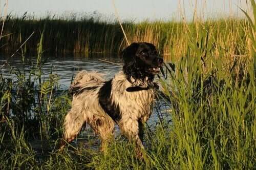 En hund i myr