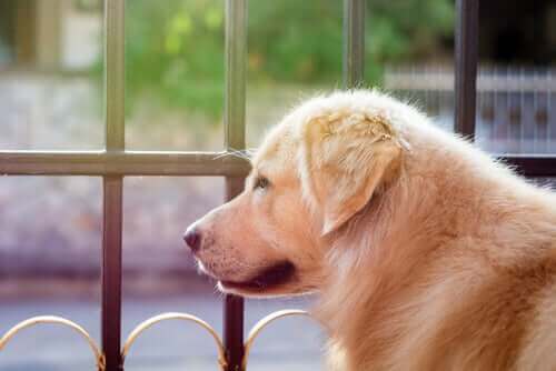 En hund som stirrer ut i luften
