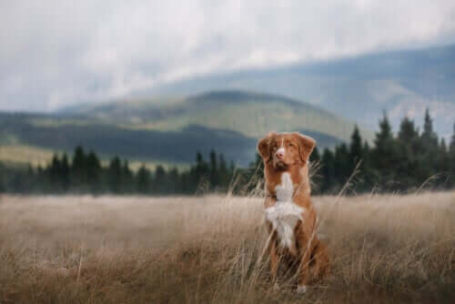 En hund i en eng