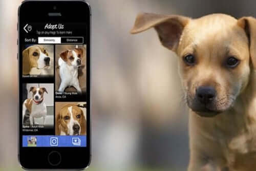 En hundeapp