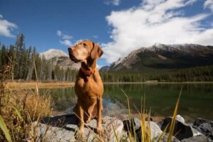 Lær alt om hundens sjette sans