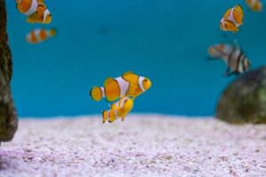 Den evolusjonære betydningen av å være hermafroditt