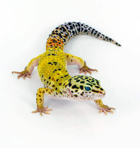 Leopardgekko som kjæledyr