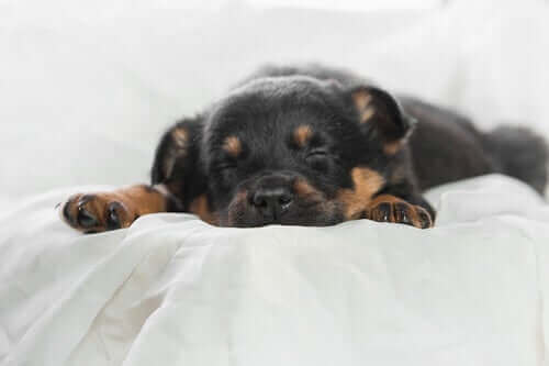 En hund som sover