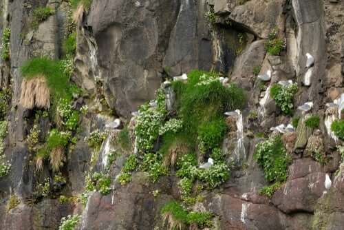 Hva gjør en dyreetolog?