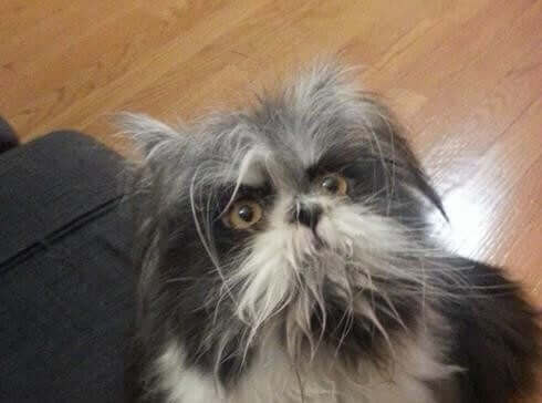 Et merkelig dyr på Twitter: Er det en hund eller en katt?