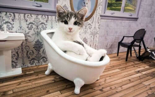 Oppdag en realityserie om katter