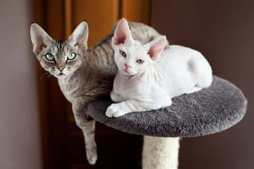 Devon rex