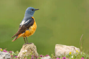 Faunaen i Guadarrama nasjonalpark