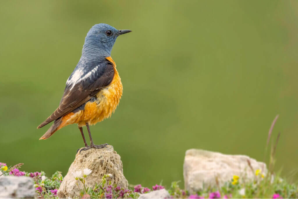 Faunaen i Guadarrama nasjonalpark