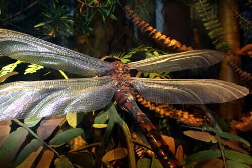 Gigantiske insekter som en gang styrte planeten