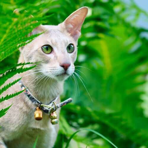 Halsbånd med bjelle