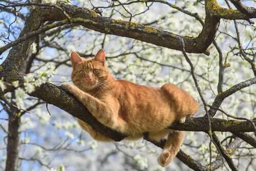 Hvordan hjelpe en katt som har falt fra en høyde