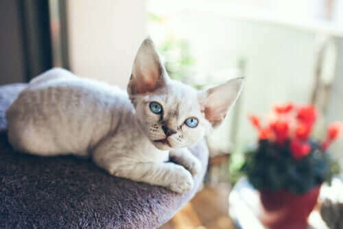 Devon rex, en katt som ikke liker å være alene