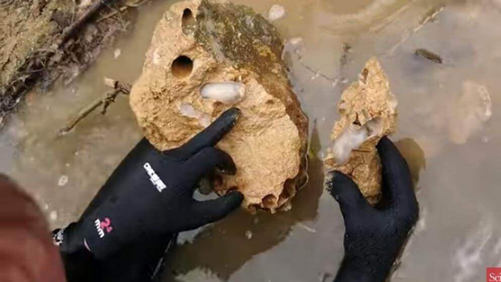 Lithoredo Abatanica på steiner