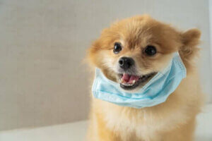 Kampen mellom parasitt og vert