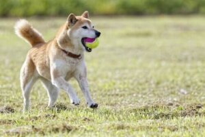 Shiba, rasen kjent som "kattehunden"