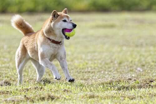 Shiba, rasen kjent som "kattehunden"
