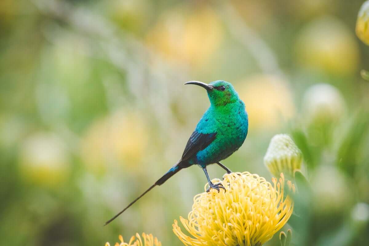 En Malakittsolfugl på en blomst