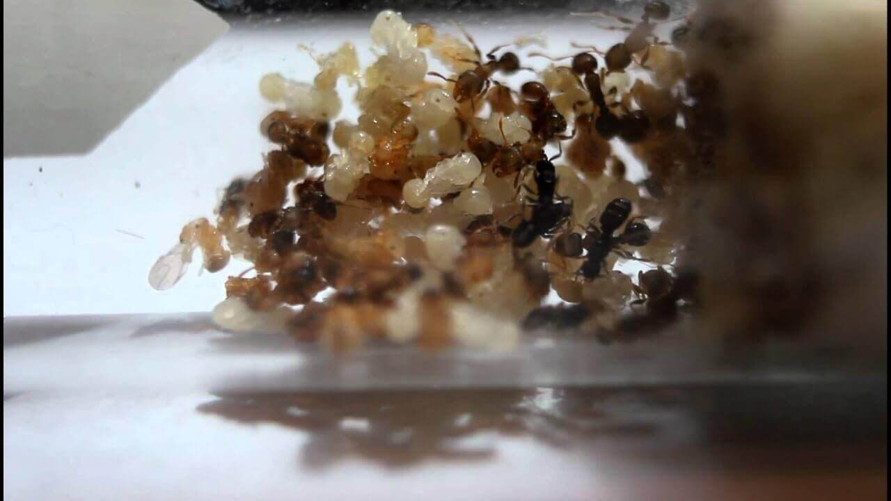 En koloni av gjøkmaur