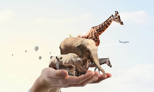 Animal Welfare Awards