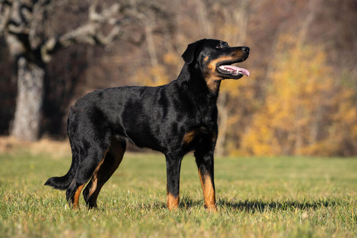 En beauceron-hund