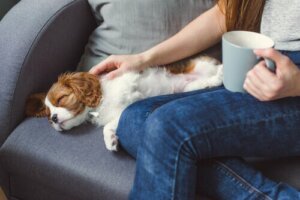 Årsaker til at et kjæledyr kan bli bevisstløst