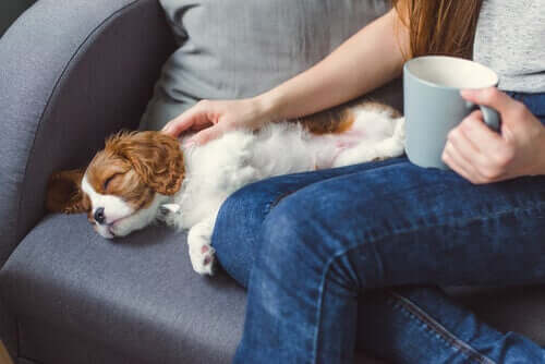 Årsaker til at et kjæledyr kan bli bevisstløst